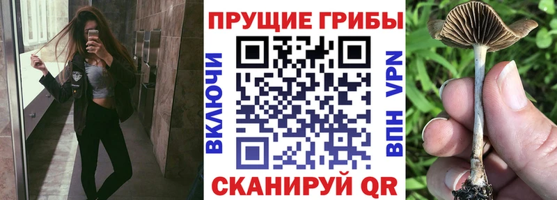 наркотики  Кондрово  гидра маркетплейс  Галлюциногенные грибы Psilocybine cubensis 
